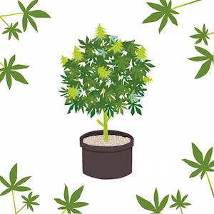 cultivate pot, cultivate marijuana, cultivate cannabis, cultivation, cultivating