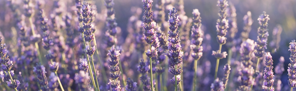 dried_lavender_2